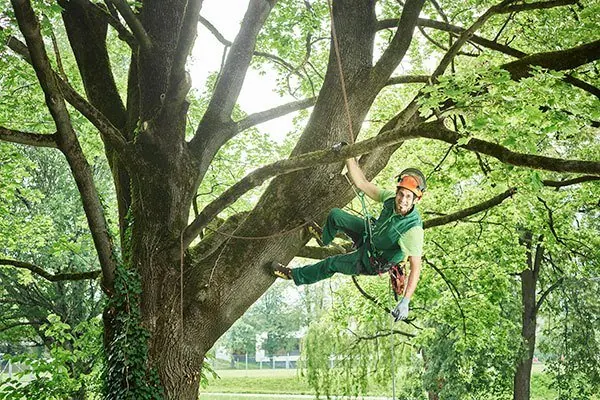 Arborist hanging on a rope inside a large green crown